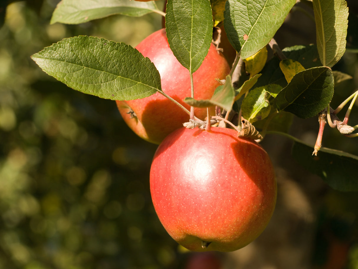 Malus domestica 'Red Fuji' - Red Fuji Apple Tree