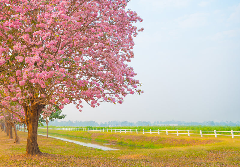 Tabebuia rosea - Pink Trumpet Tree