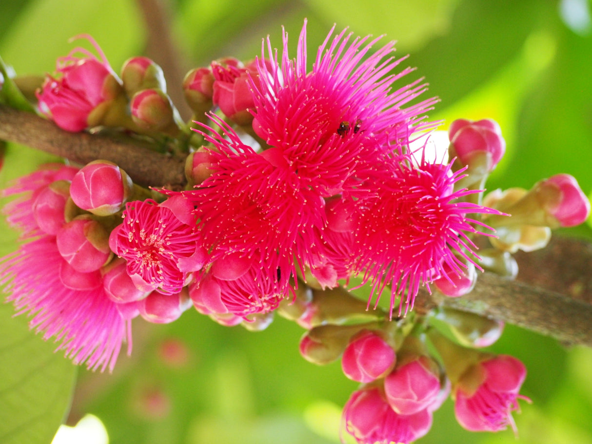 Syzygium mooreii - Coolamon Tree