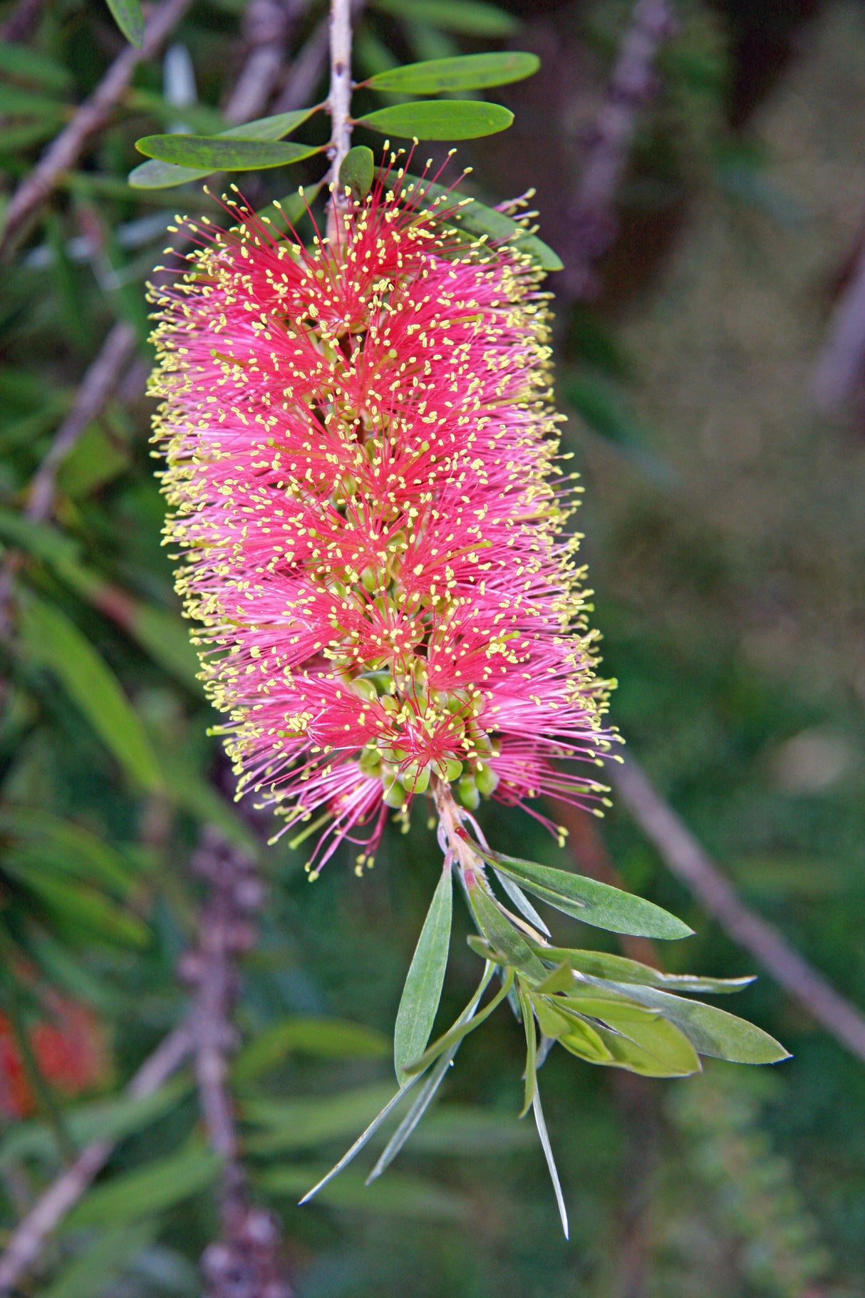 Callistemon 'Reeves Pink' - Reeves Pink Bottlebrush