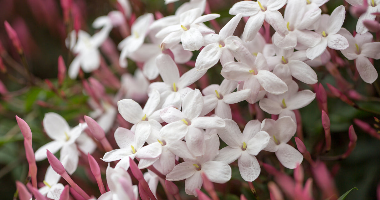 Jasminum polyanthum - Pink Jasmine