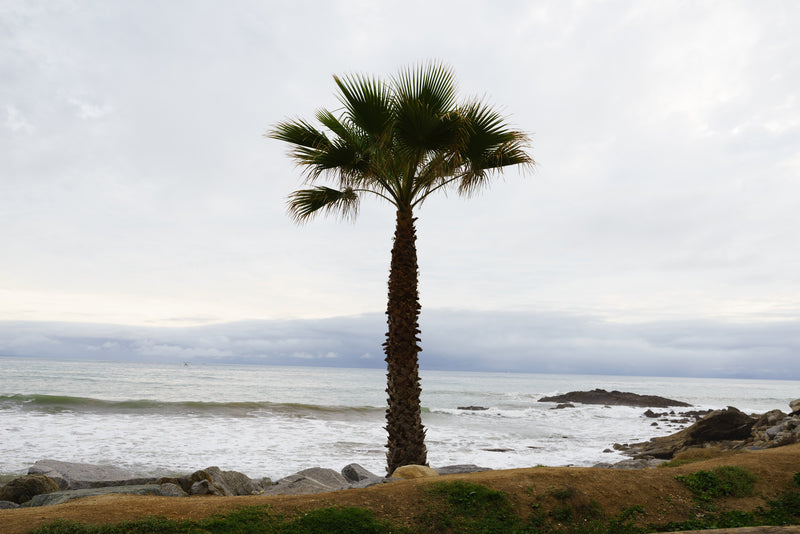 Washingtonia filifera - نخلة كاليفورنيا المروحية