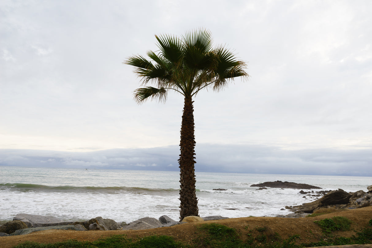 Washingtonia filifera - California Fan Palm