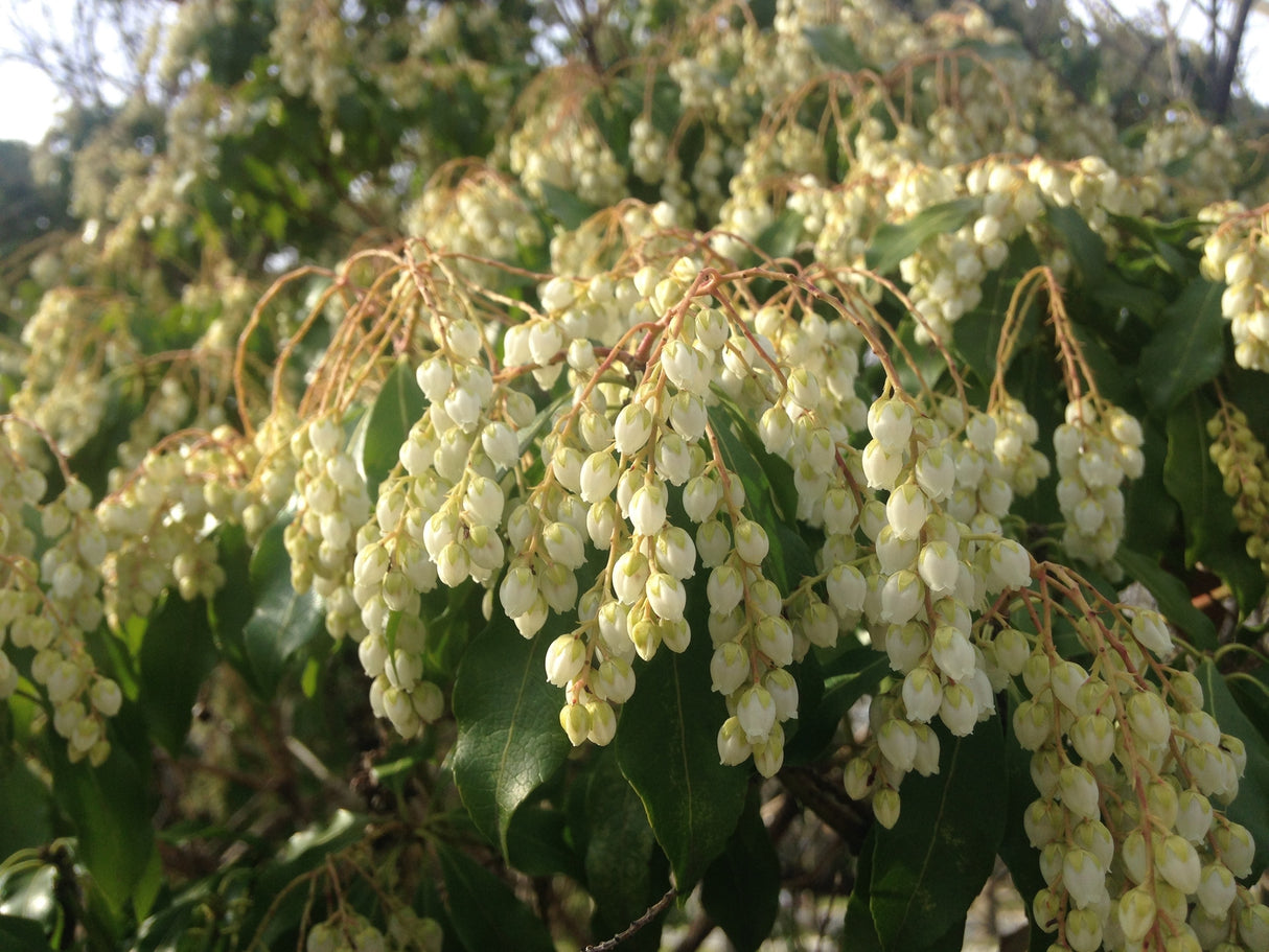 Pieris japonica 'Temple Bells' - Temple Bells Pieris