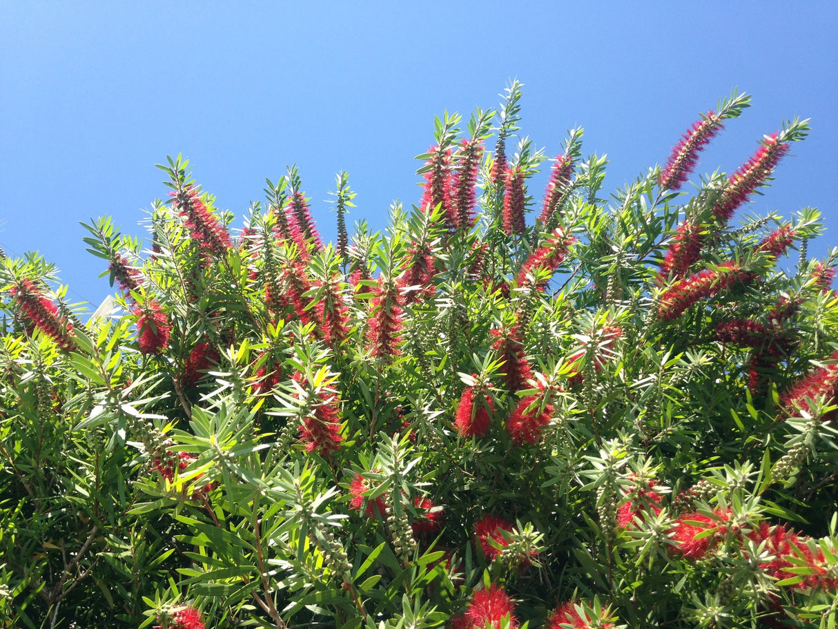 Callistemon 'Hannah Ray' - Hannah Ray Bottlebrush