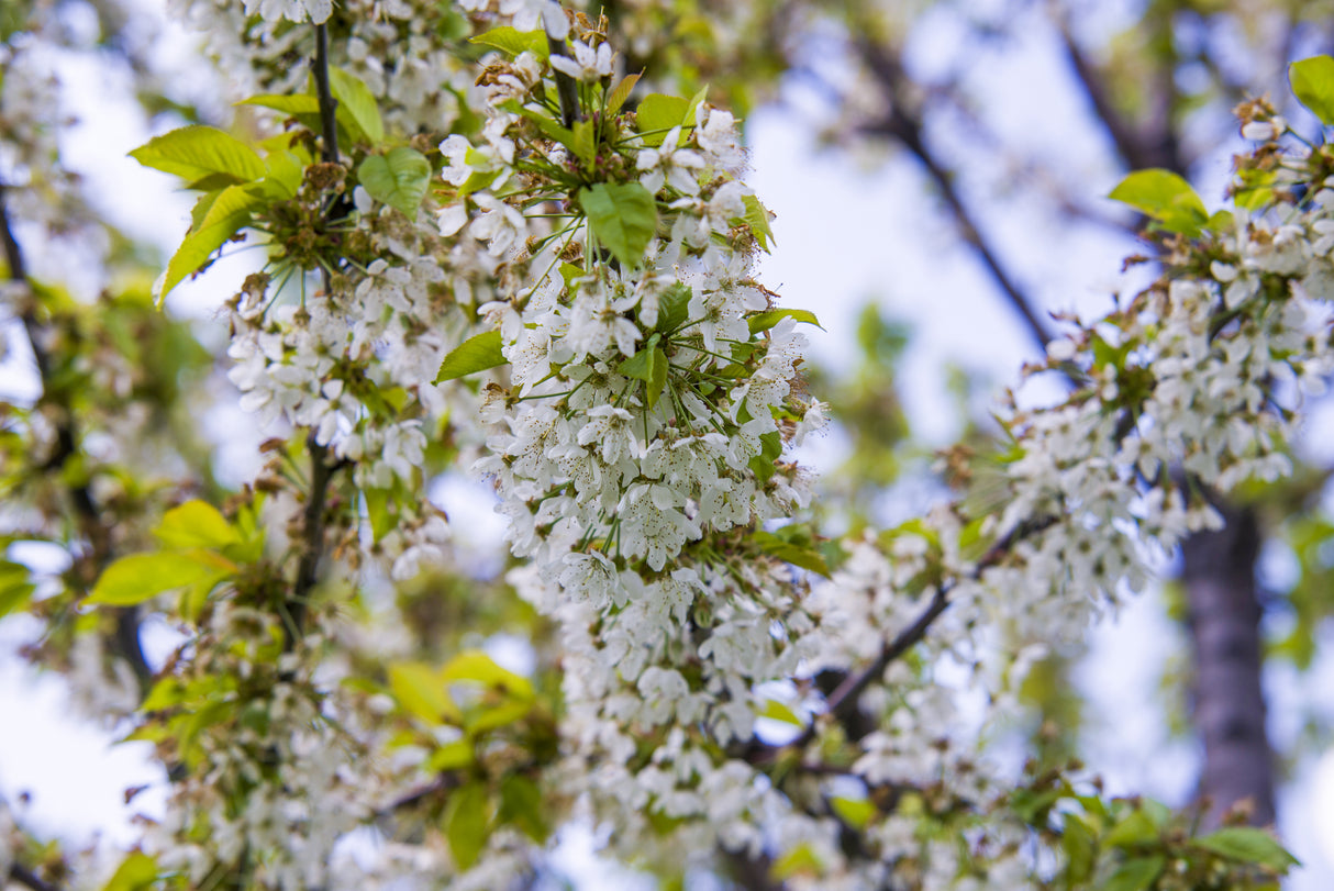 Pyrus nivalis - Snow Pear