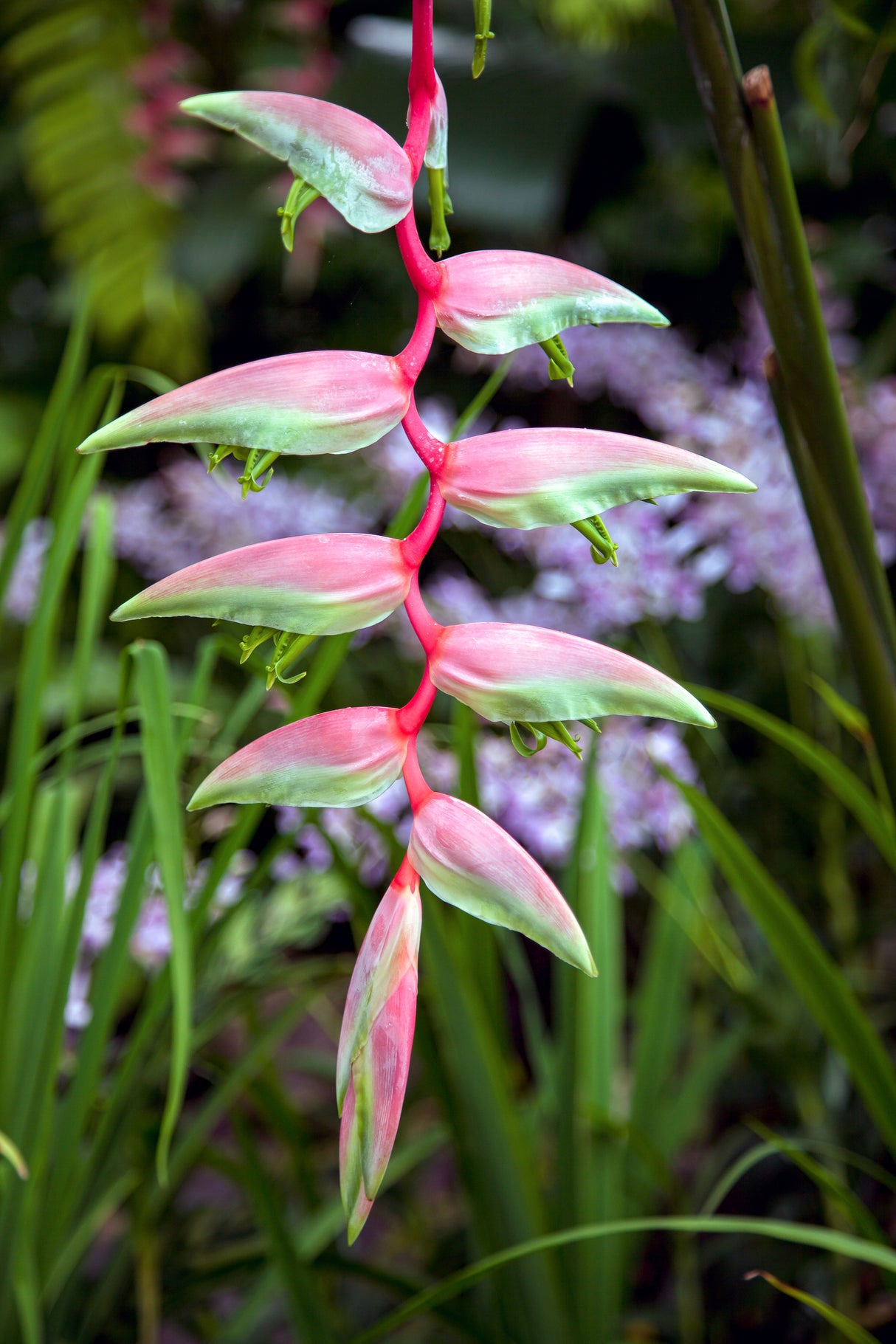 Heliconia chartacea 'Temptress' - Temptress Heliconia