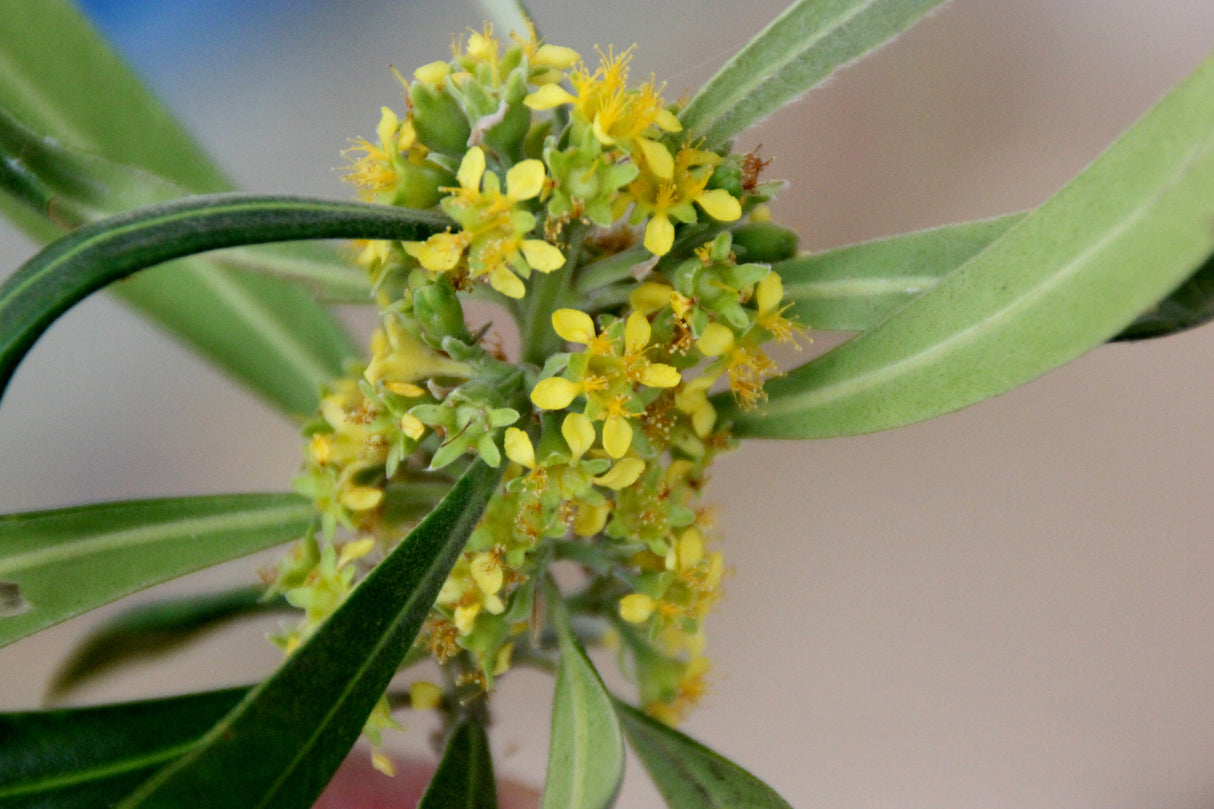 Tristaniopsis laurina – Water Gum or Kanooka