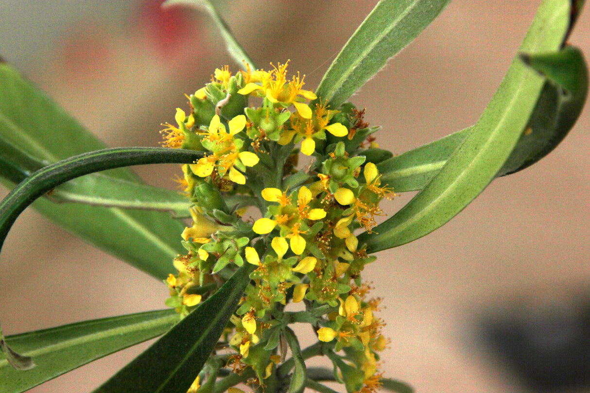 Tristaniopsis laurina - Water Gum Tree