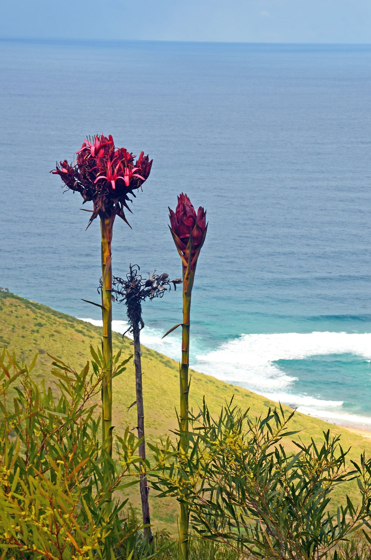 Doryanthes excelsa - Gymea Lily