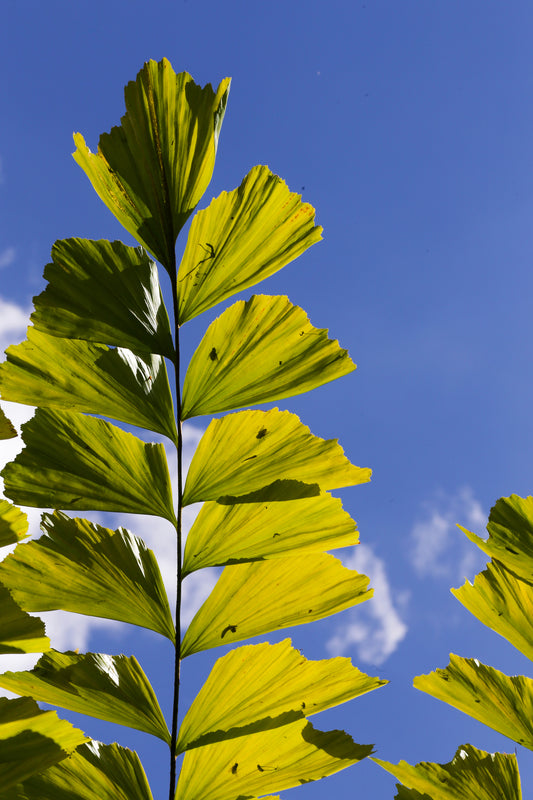 Caryota mitis - نخيل ذيل السمكة