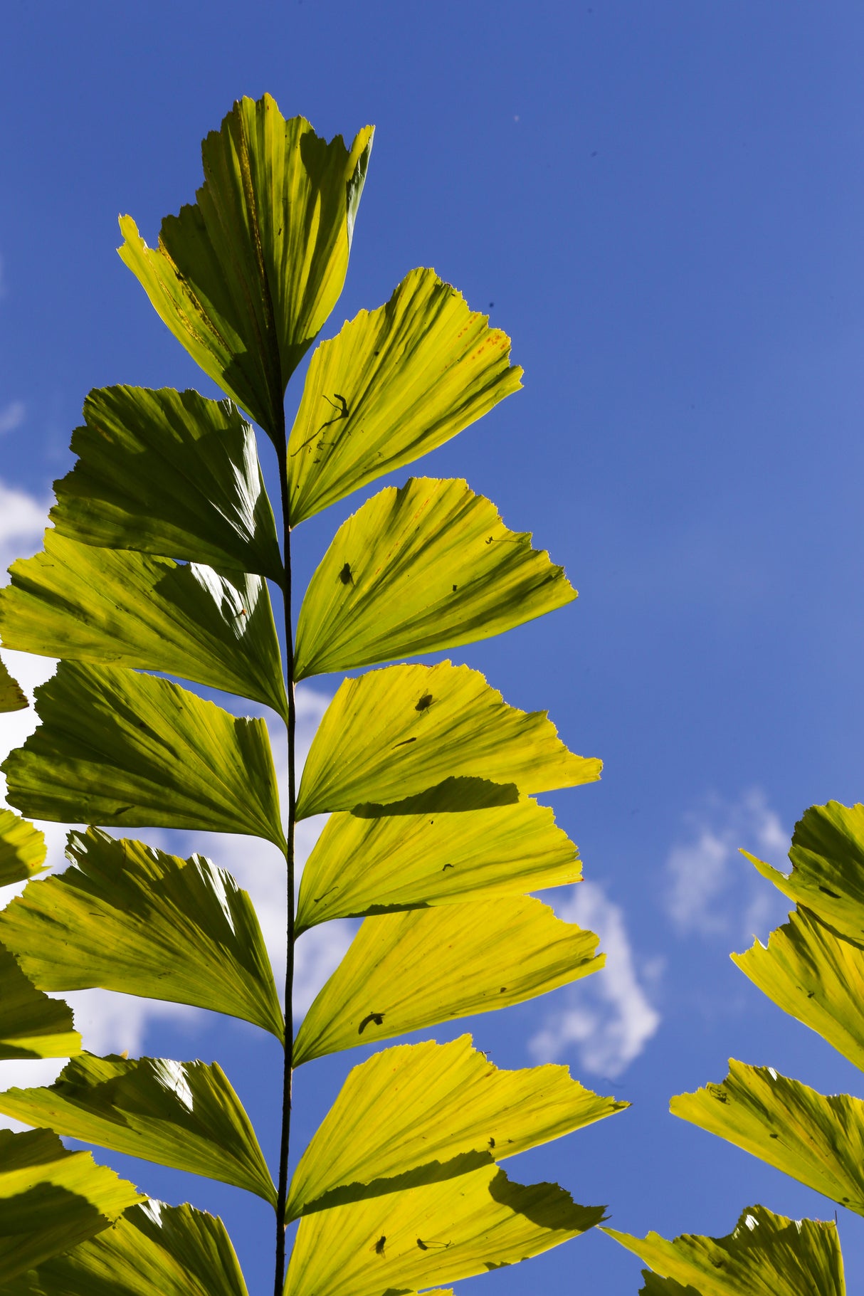 Caryota mitis - Fishtail Palm