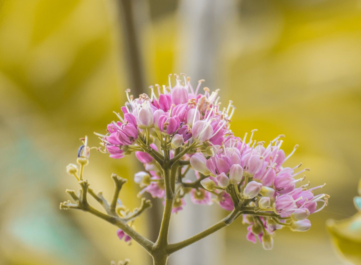 Melicope elleryana - Pink Flowered Doughwood