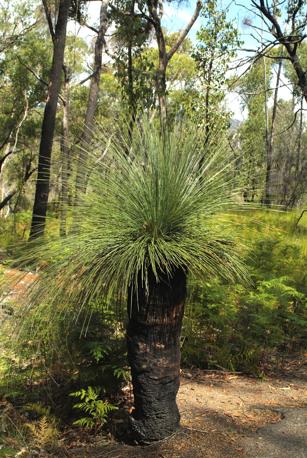 Xanthorrhoea australis - Grass Tree