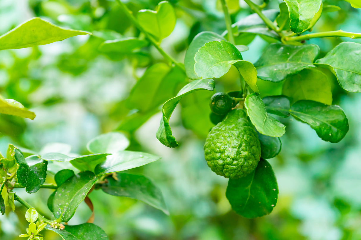 Citrus hystrix - Kaffir Lime Tree