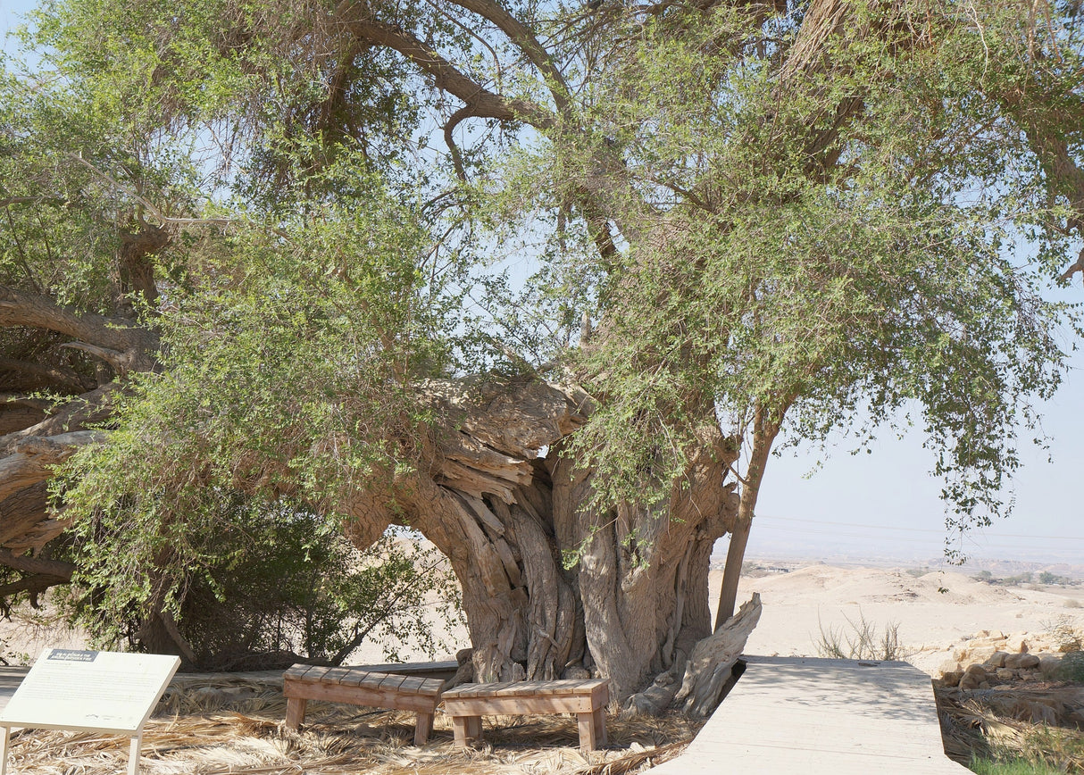 Ziziphus spina christi - Christ's Thorn Jujube