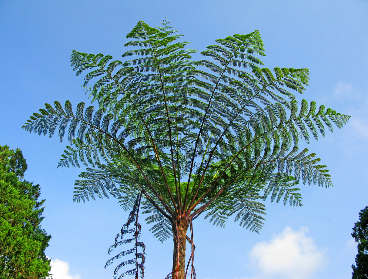 Cyathea australis - Rough Tree Fern