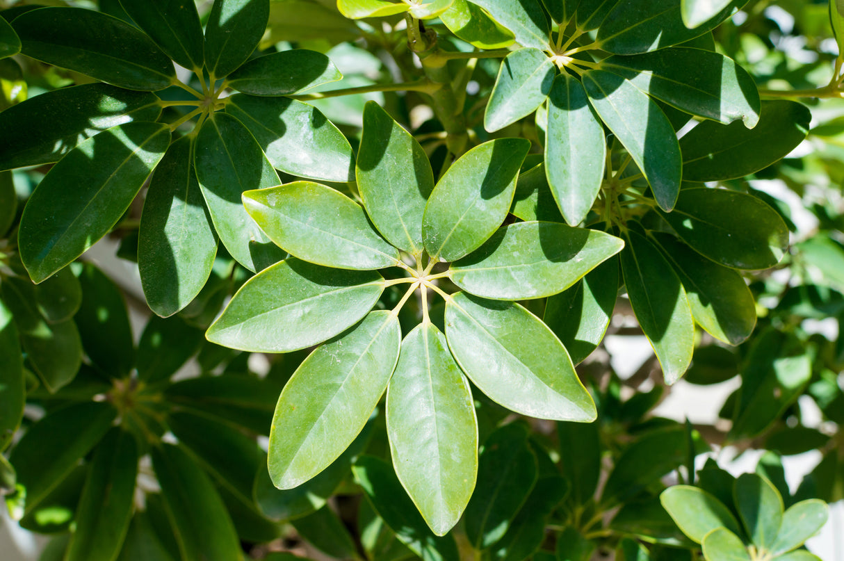 Schefflera arboricola 'Alpine Junior' - Alpine Junior Umbrella Tree