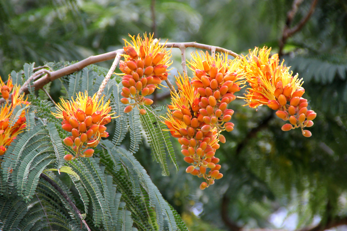 Colvillea racemosa - Colvilles Glory