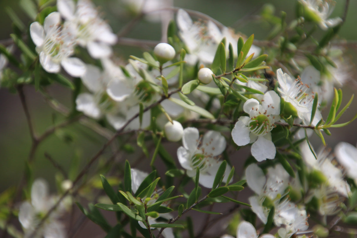 Leptospermum flavescens - Cardwell Tea Tree