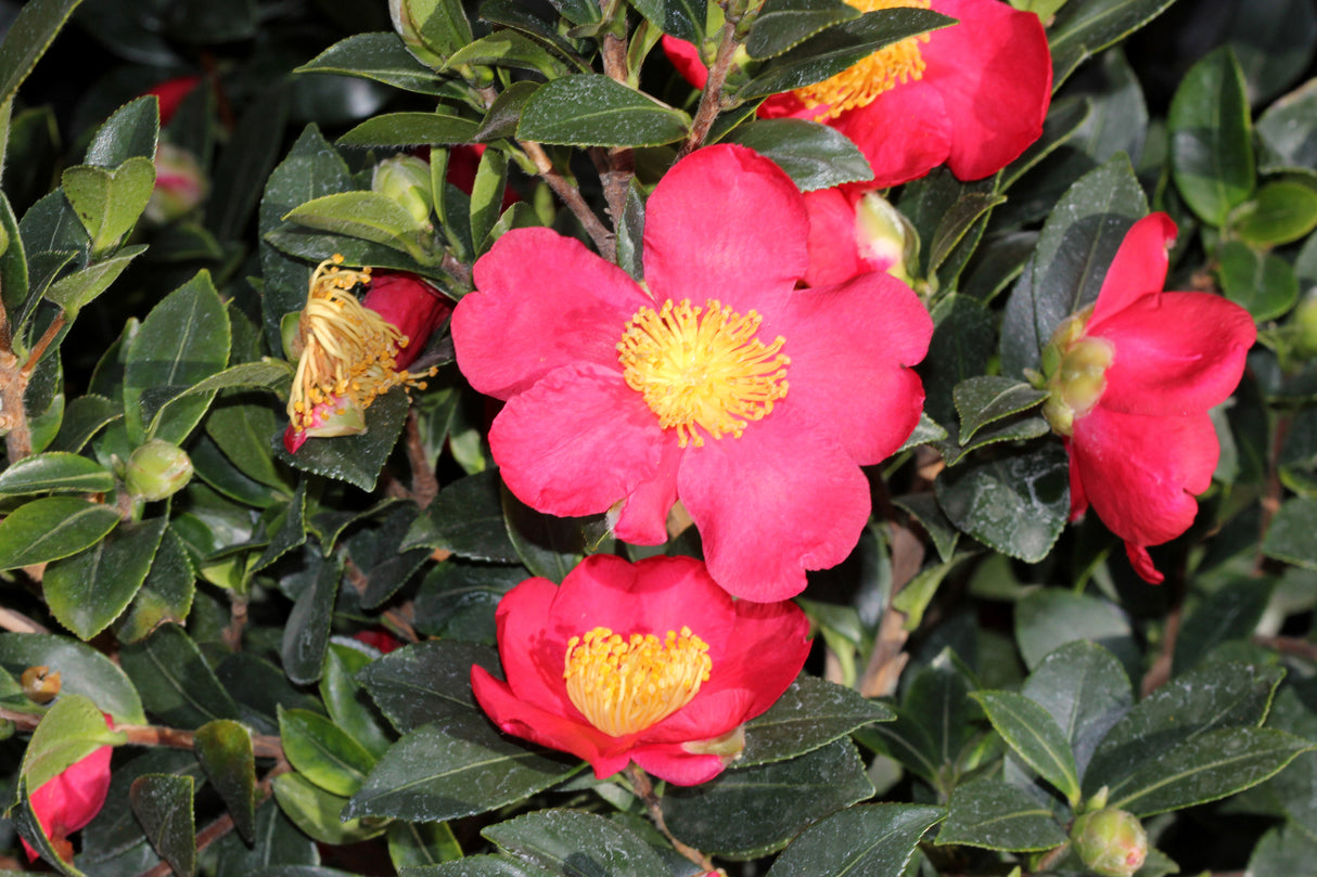 Camellia sasanqua 'Yuletide' - Camellia sasanqua Yuletide