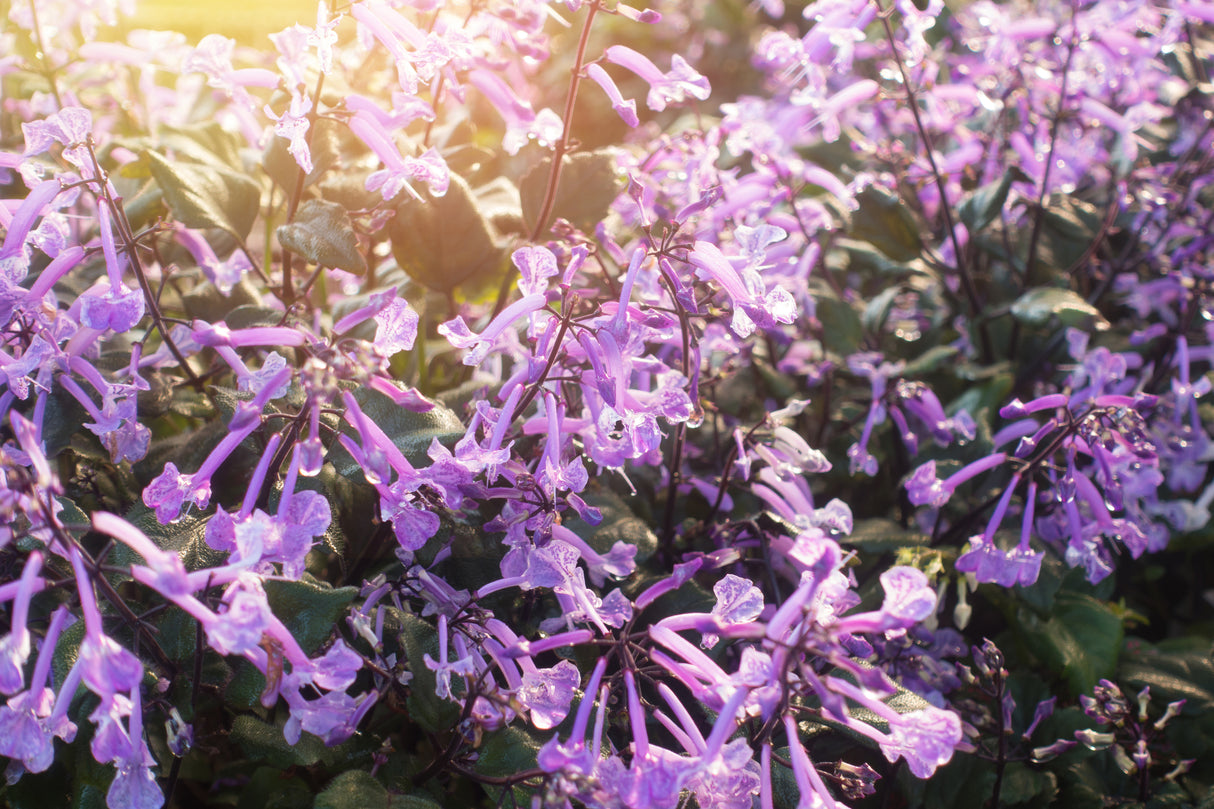 Plectranthus 'Mona Amethyst' - Mona Amethyst Spur Flower