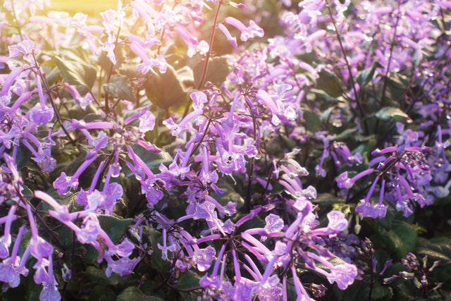 Plectranthus 'Mona Amethyst' - Mona Amethyst Spur Flower
