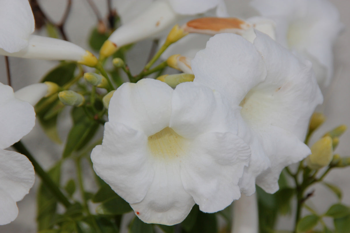 Pandorea jasminoides 'Alba' - Alba Bower Vine