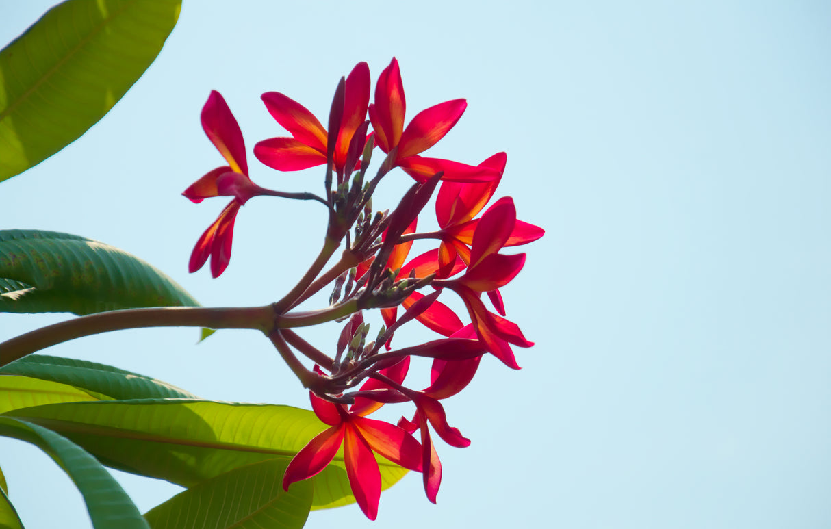 Plumeria acuminata - Pink Frangipani