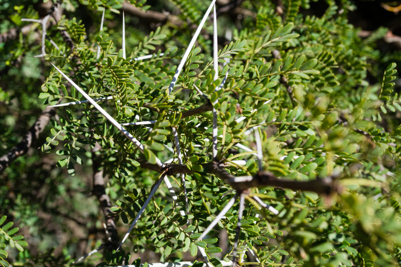 Acacia ehrenbergiana (Vachellia flava) - شجرة السلم
