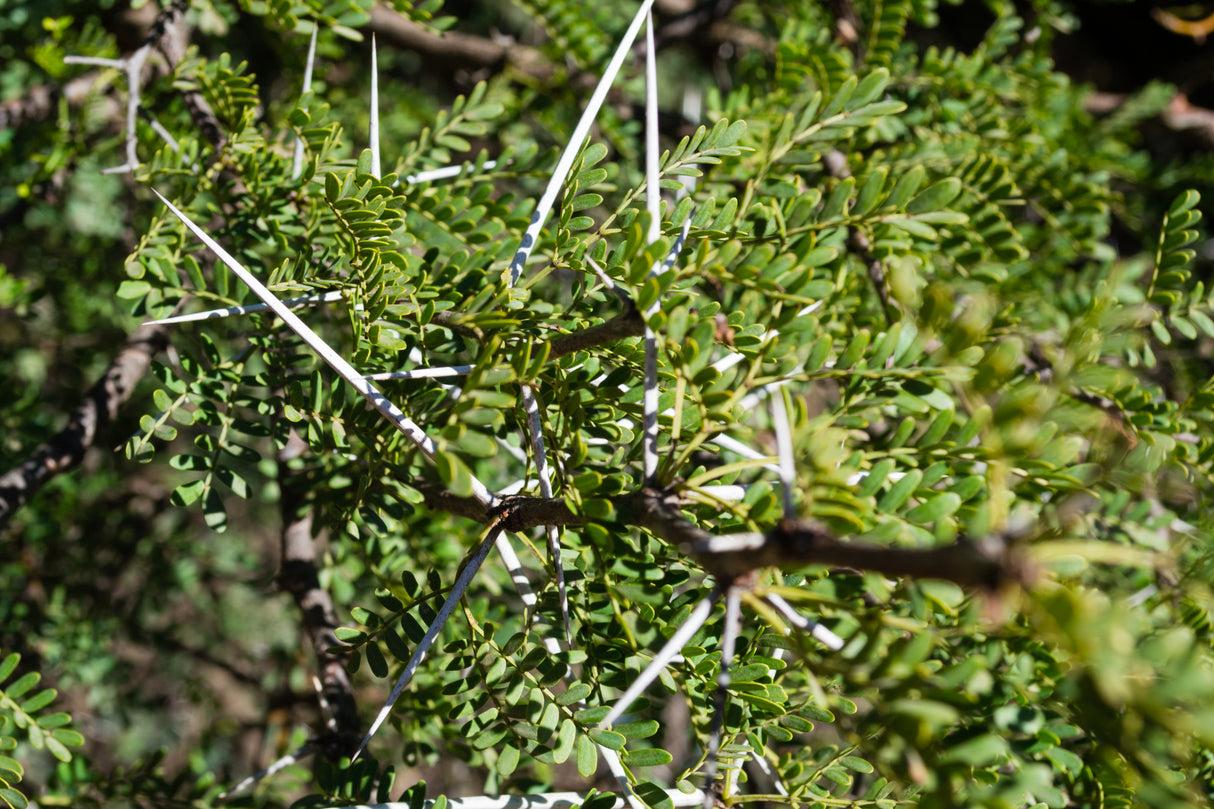 Acacia ehrenbergiana (Vachellia flava) - Salam Tree