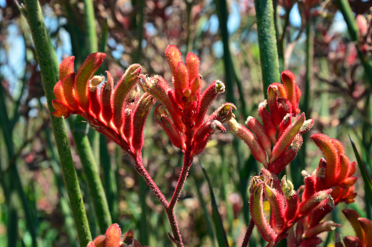 Anigozanthos Bush Ballad - Kangaroo Paws