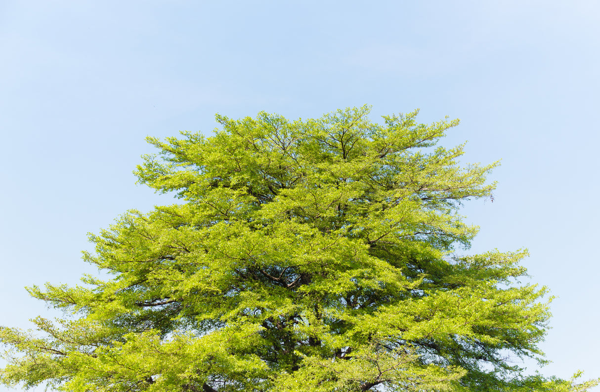 Terminalia ivorensis - Black Afara