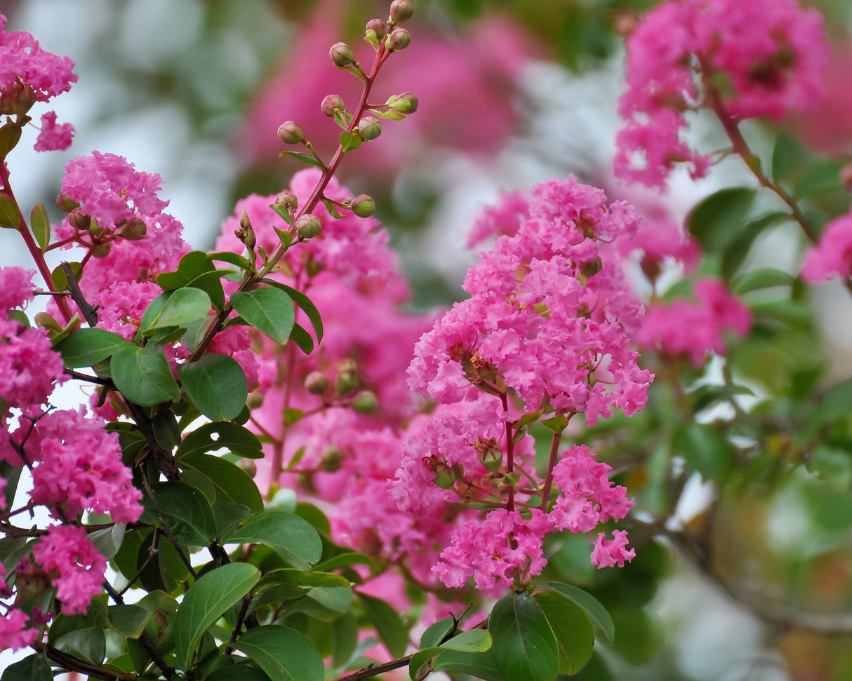 Lagerstroemia 'Hopi' - Hopi Crepe Myrtle