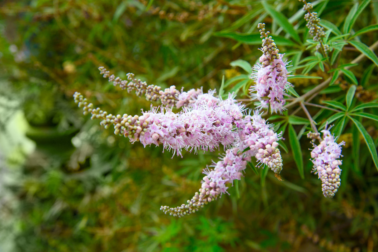 Vitex agnus castus - Chaste Tree