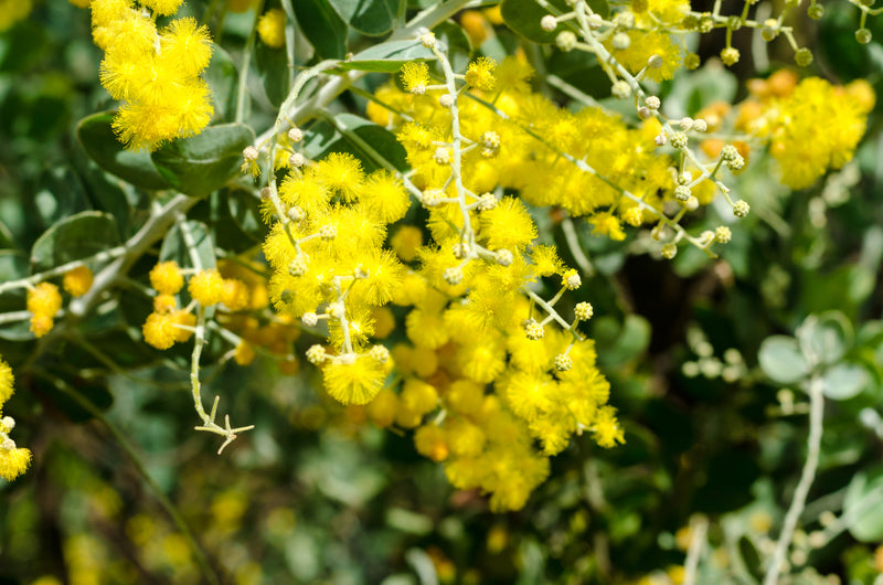 Acacia baileyana - أكاسيا كوتاموندرا