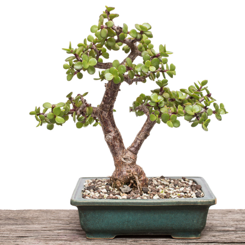 Crassula ovata 'Compacta' - نبات اليشم القزم