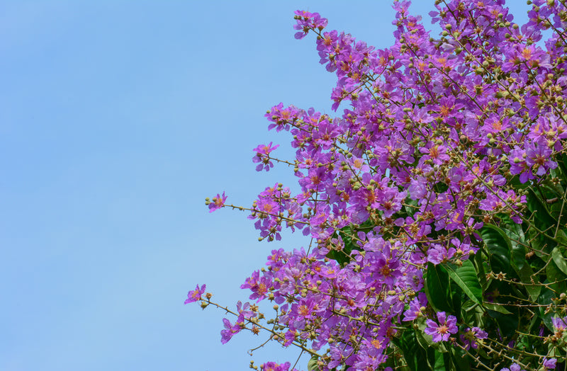 Lagerstroemia loudonii - الليلك الهندي تاي برايد