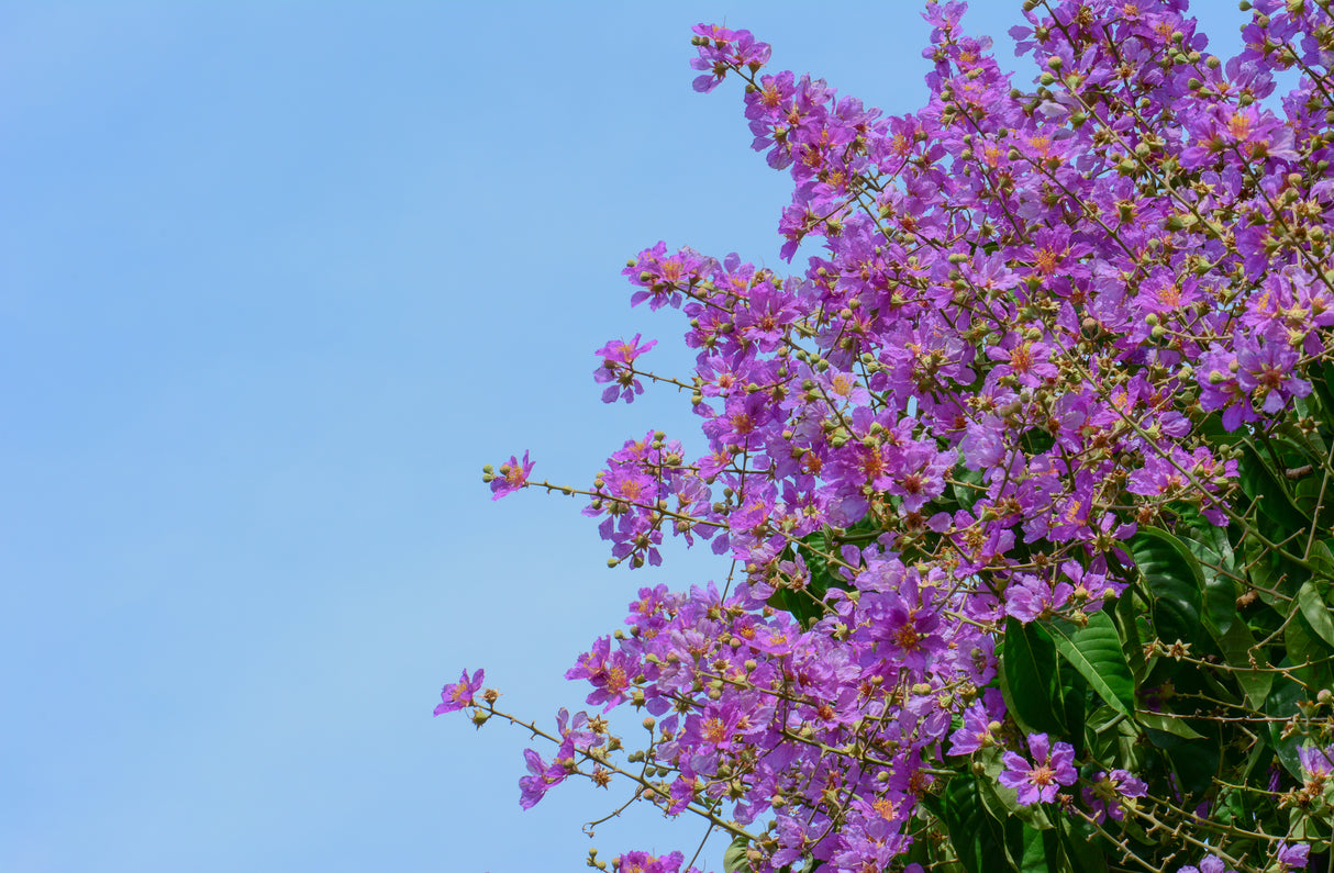 Lagerstroemia loudonii - Thai Pride Crape Myrtle