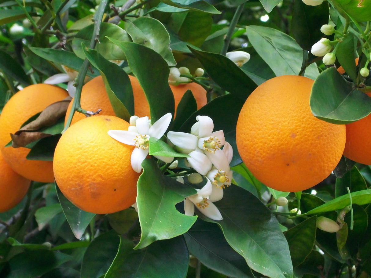 Dwarf Citrus sinensis - Cara Cara Orange Tree