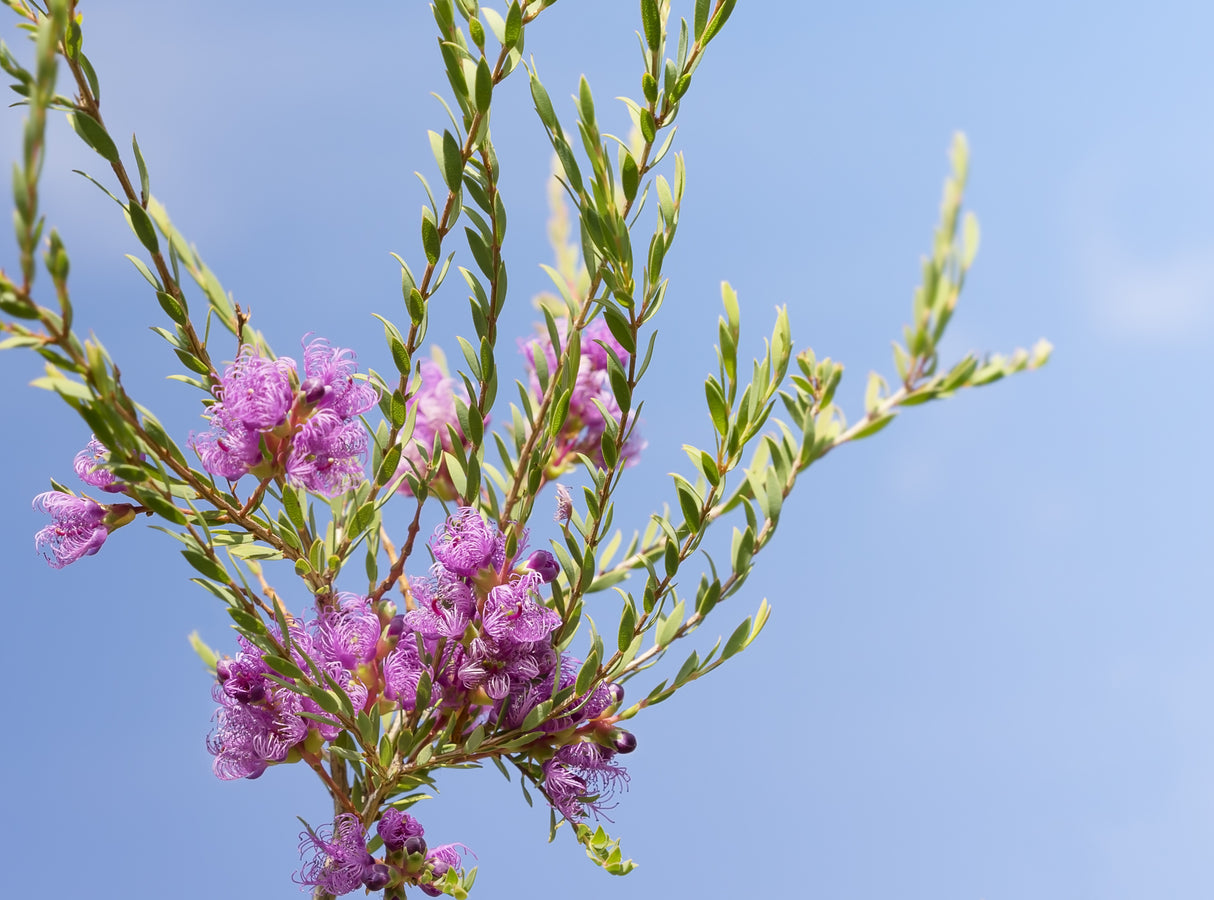 Melaleuca thymifolia - Thyme-leafed Melaleuca