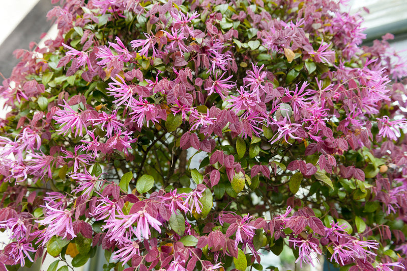 Loropetalum chinense 'Razzleberri' - لوروبيتالوم رازلبيري