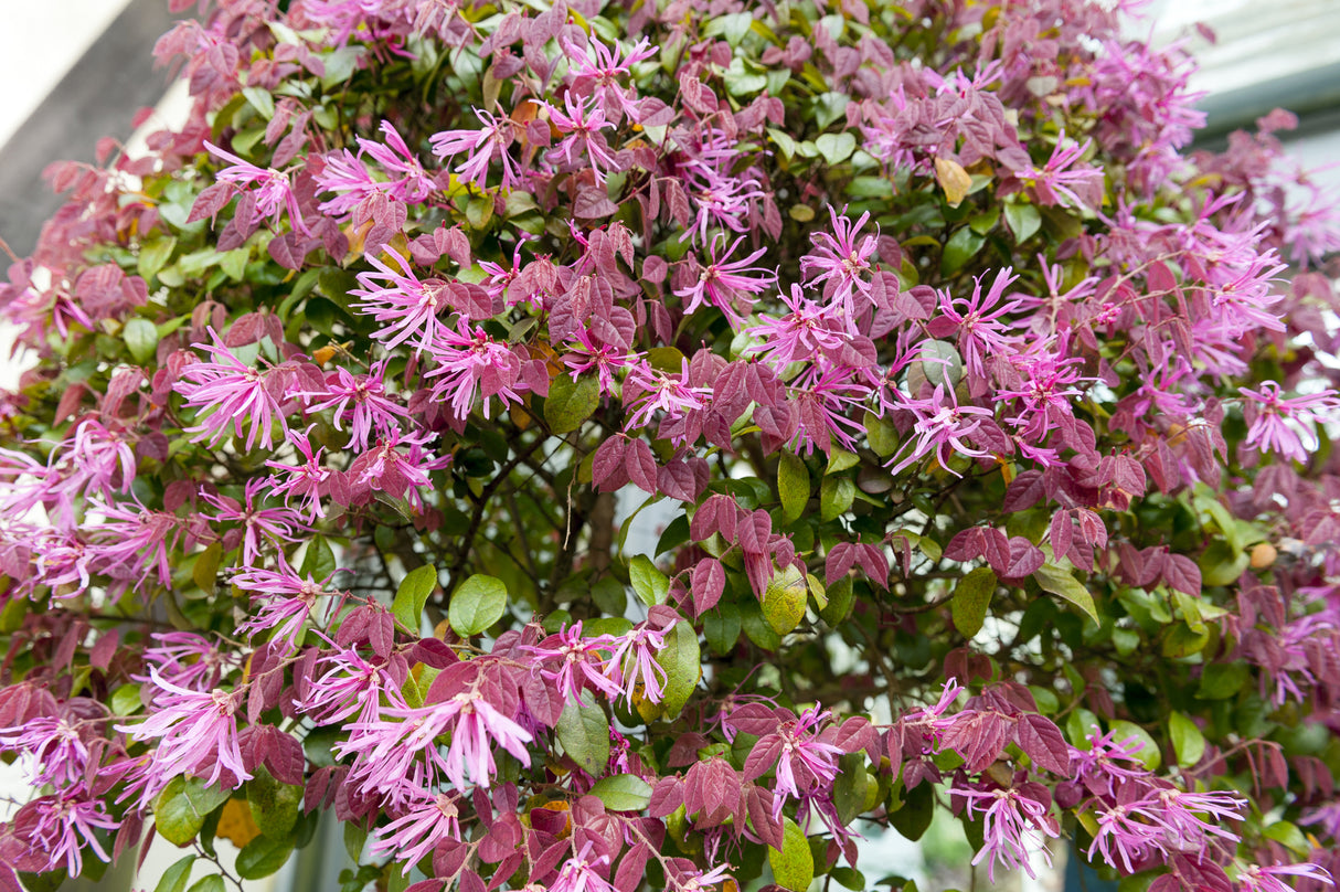 Loropetalum chinense 'Razzleberri' - Razzleberri Loropetalum