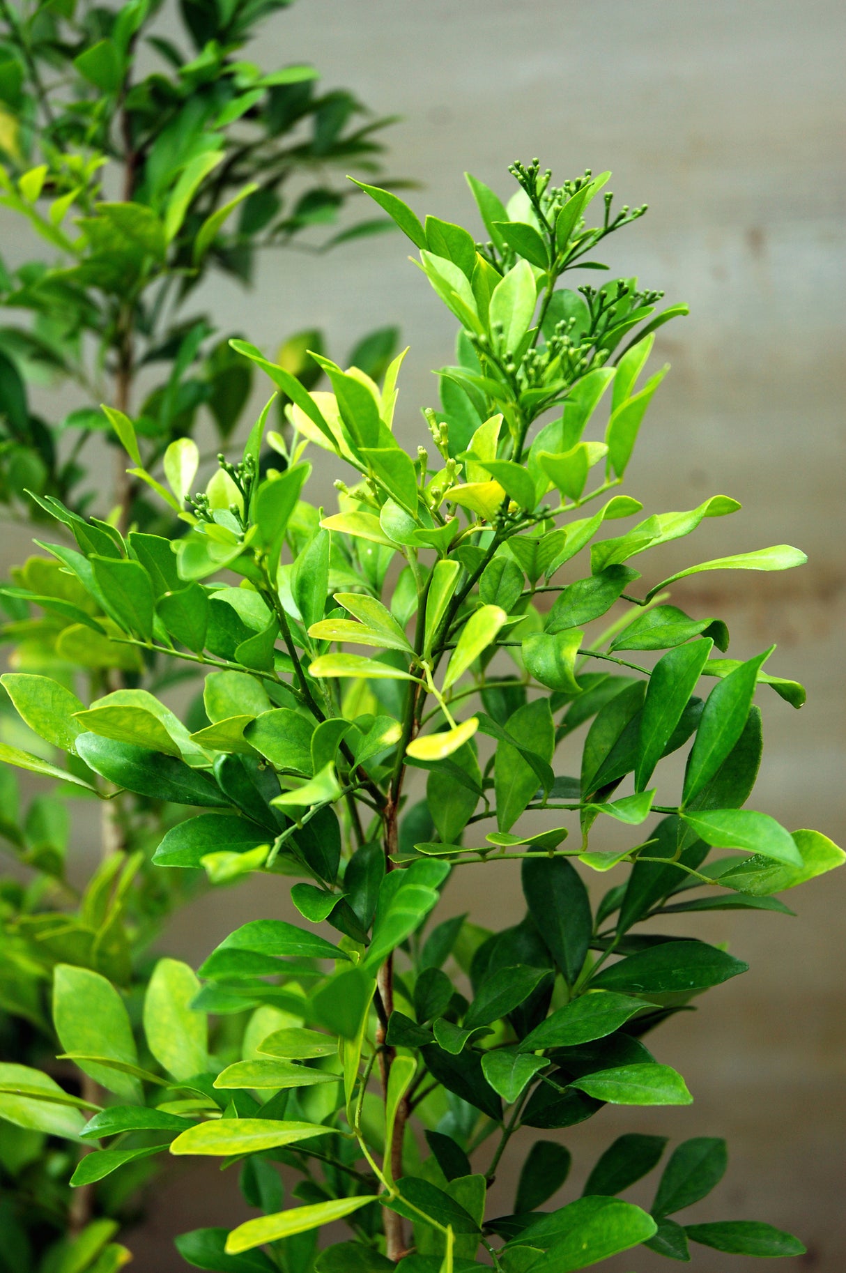 Murraya paniculata - Mock Orange