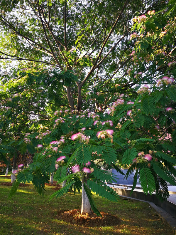 Albizia julibrissin - شجرة الحرير الفارسي