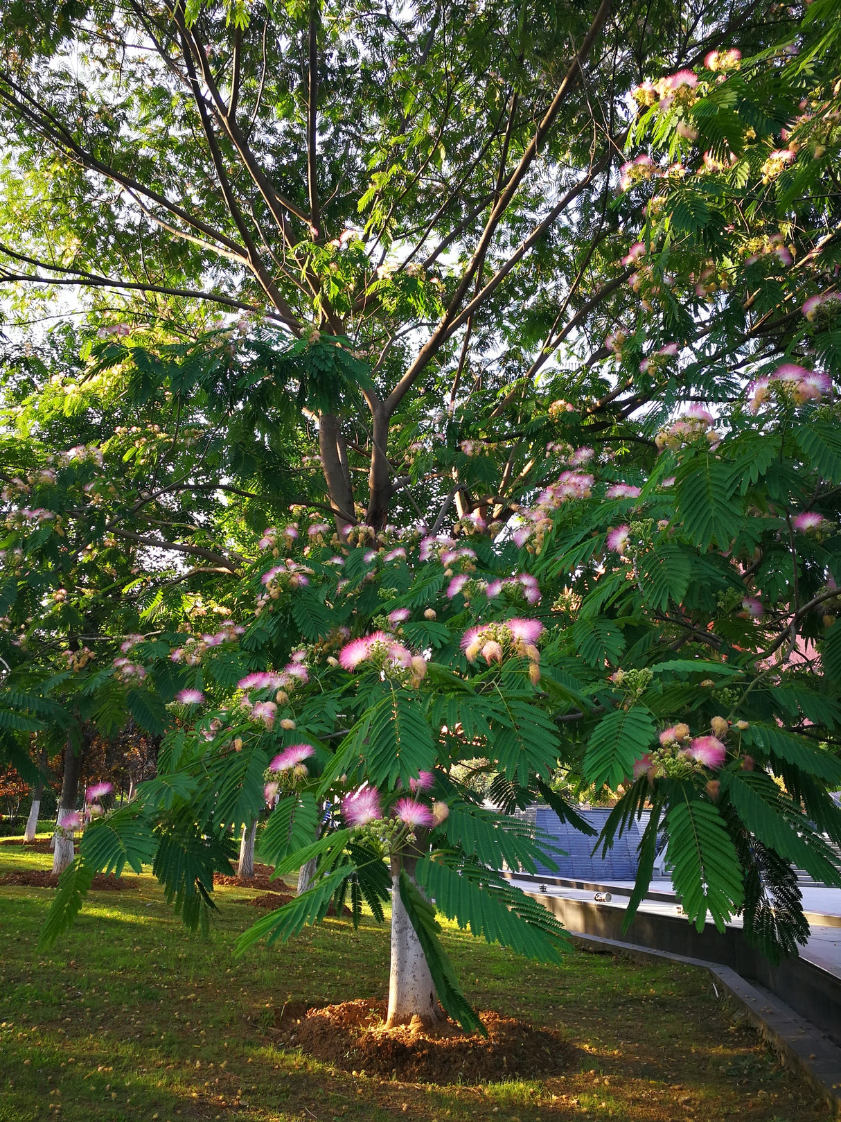 Albizia julibrissin - Persian Silk Tree (Mimosa Tree)