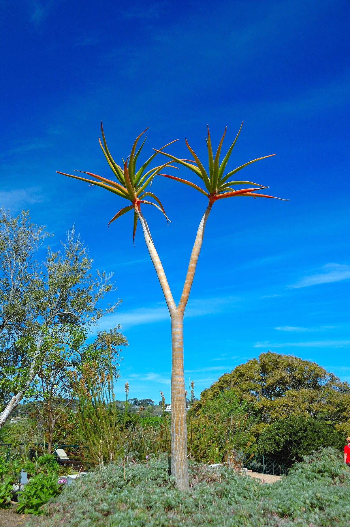 Aloe barberae - Tree Aloe