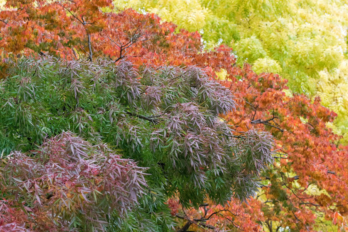 Fraxinus angustifolia 'Raywood' - Claret Ash