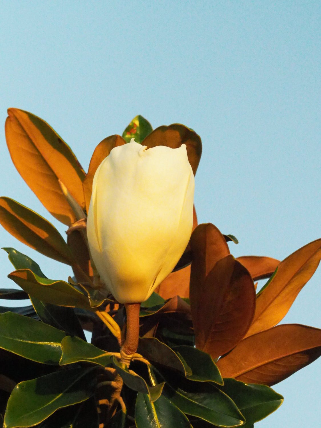 Magnolia grandiflora 'Little Gem' - Little Gem Magnolia