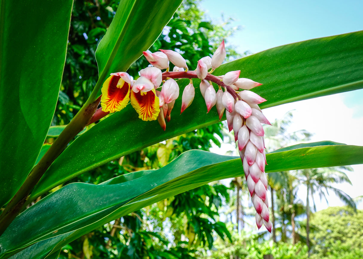 Curcuma longa - Tumeric